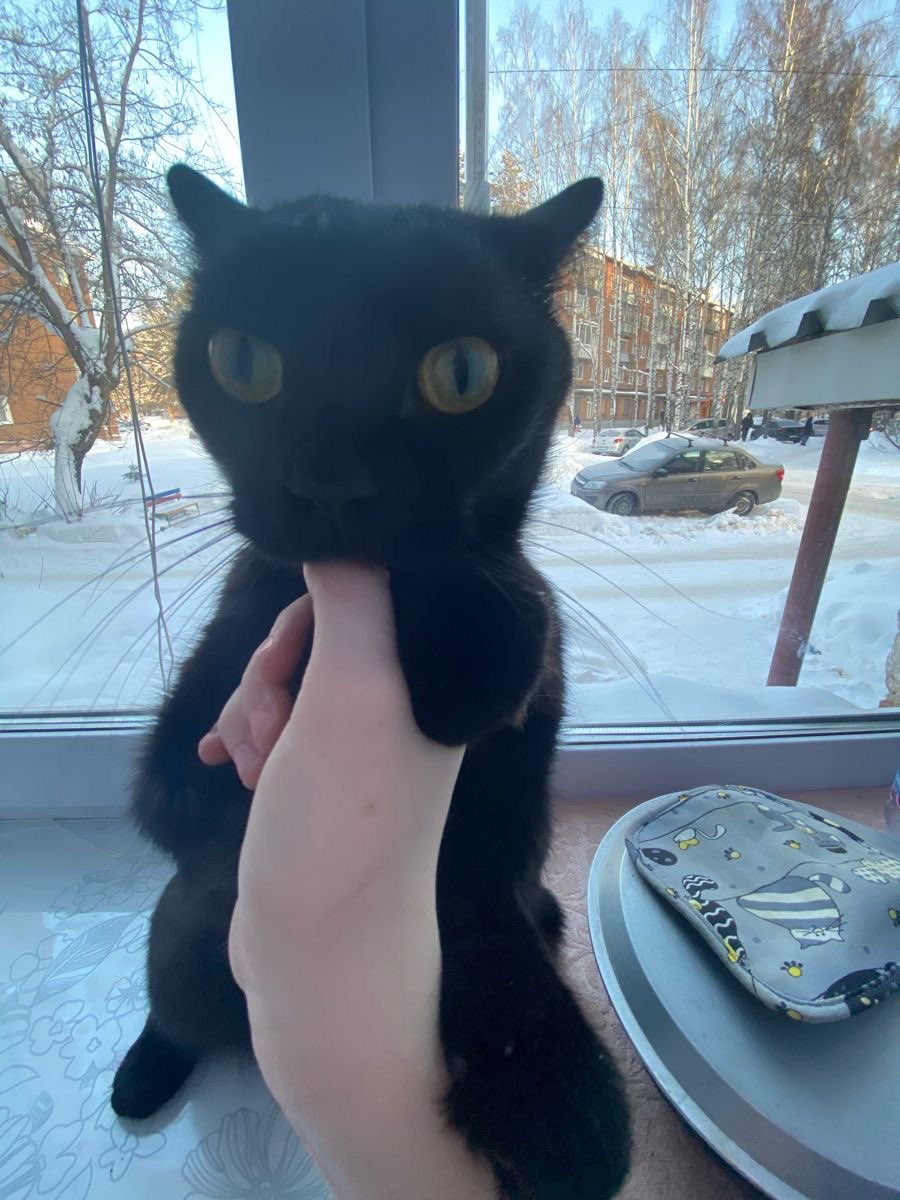 Black cats are not bad luck tweet media