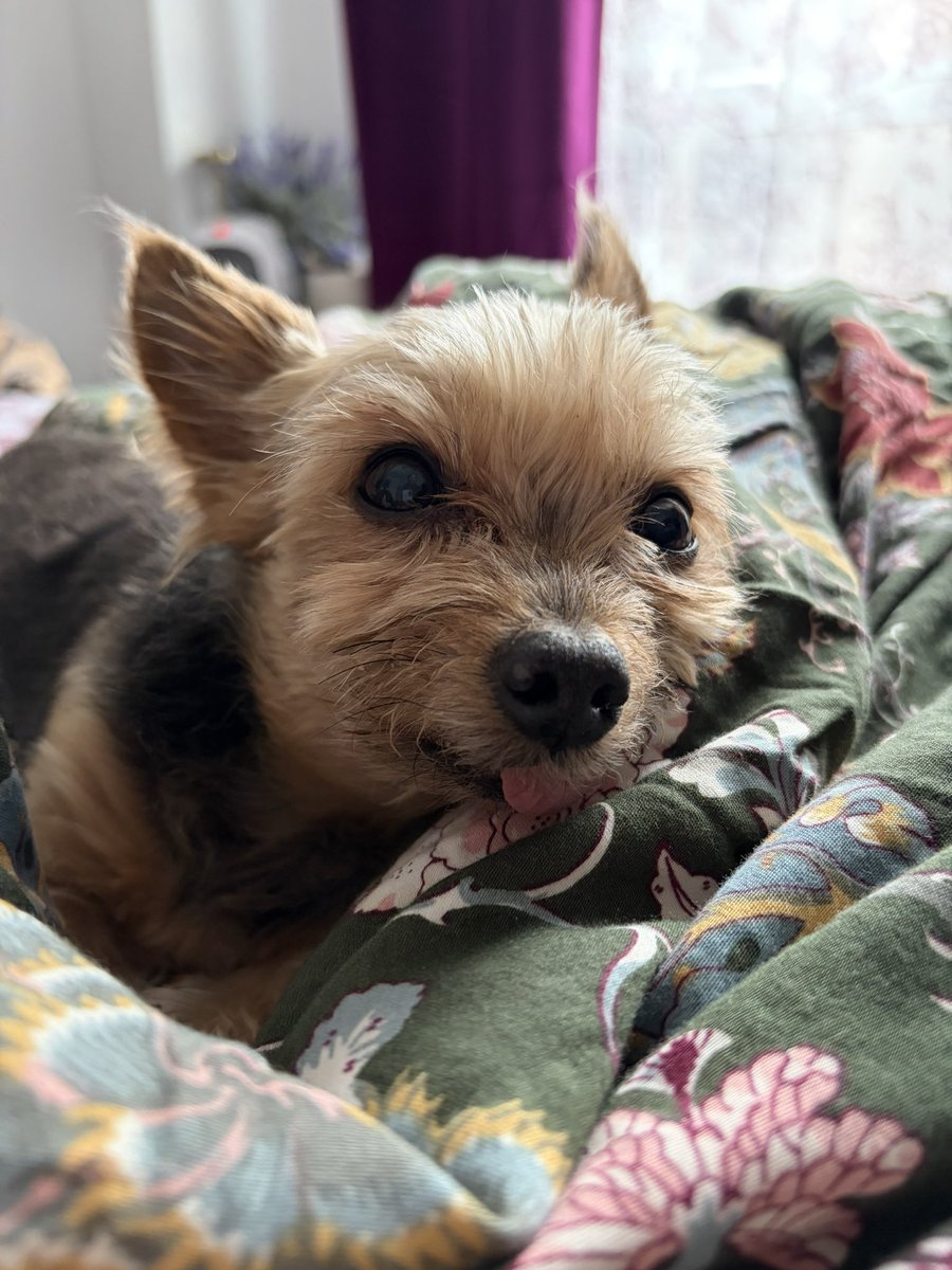 Sandra the Hag 𐕣 tweet media