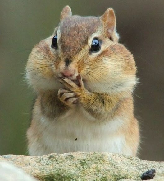 ĐāƞĐ¡⁷ ⊙⊝⊜ 🪭 tweet media