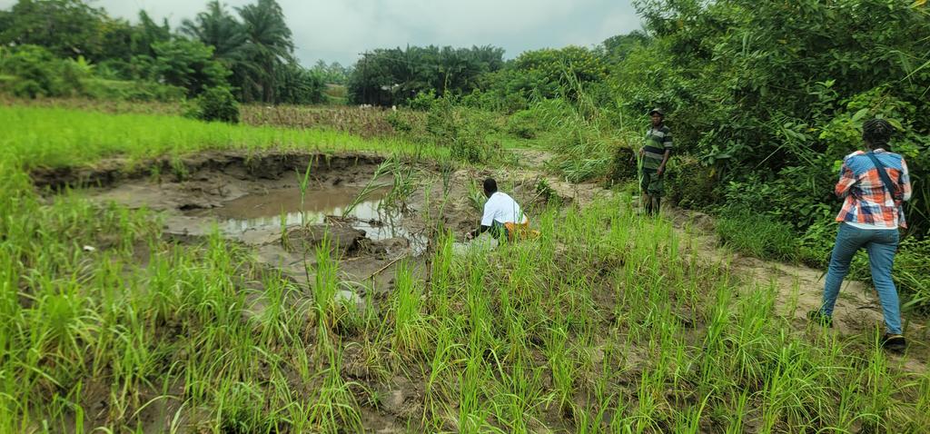greenforfuturetanzania tweet media