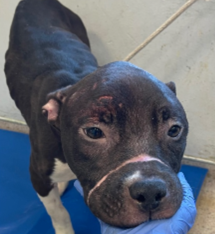 NMBewitched's tweet image. You did it! 
#ThurdayThriving
#FostersSaveLives  

Our Beloved Miracle is Reserved🎉💖

Thank you all for jumping in to help this abused girl survive Intake &amp;amp; find a #Foster &amp;amp; #Rescue