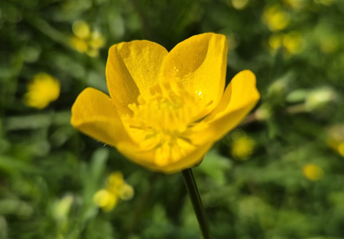 Ozymandiasdust's tweet image. Do you like butter? 🌼🌼🌼 #buttercup #Devon #wildflowers