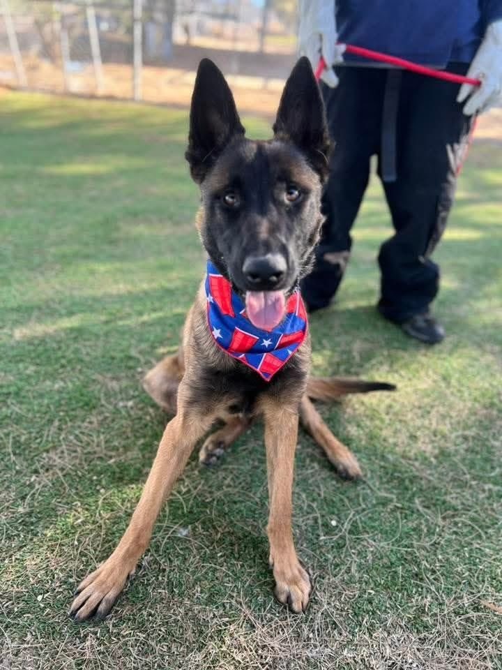 Foster a shelterpet at ZERO COST🐾 tweet media