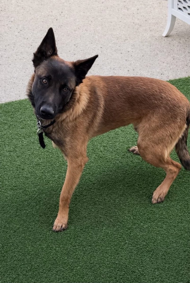 Foster a shelterpet at ZERO COST🐾 tweet media