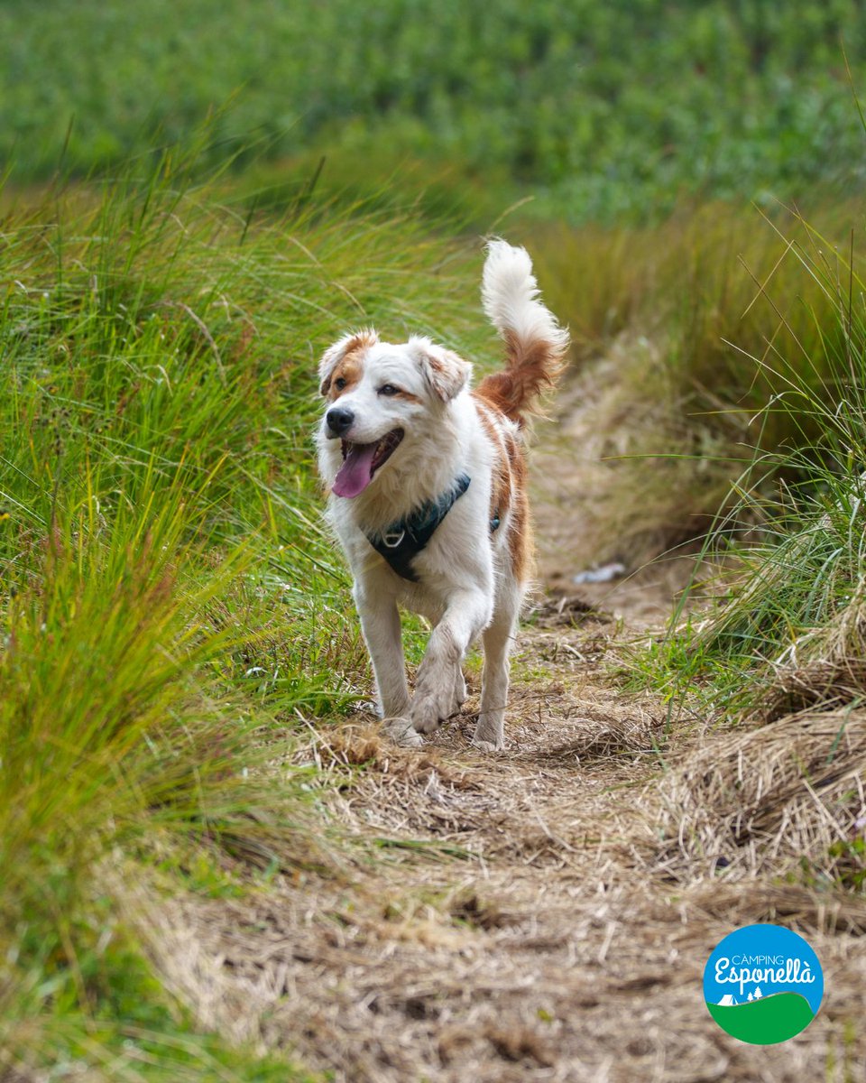 Camping Esponellà tweet media