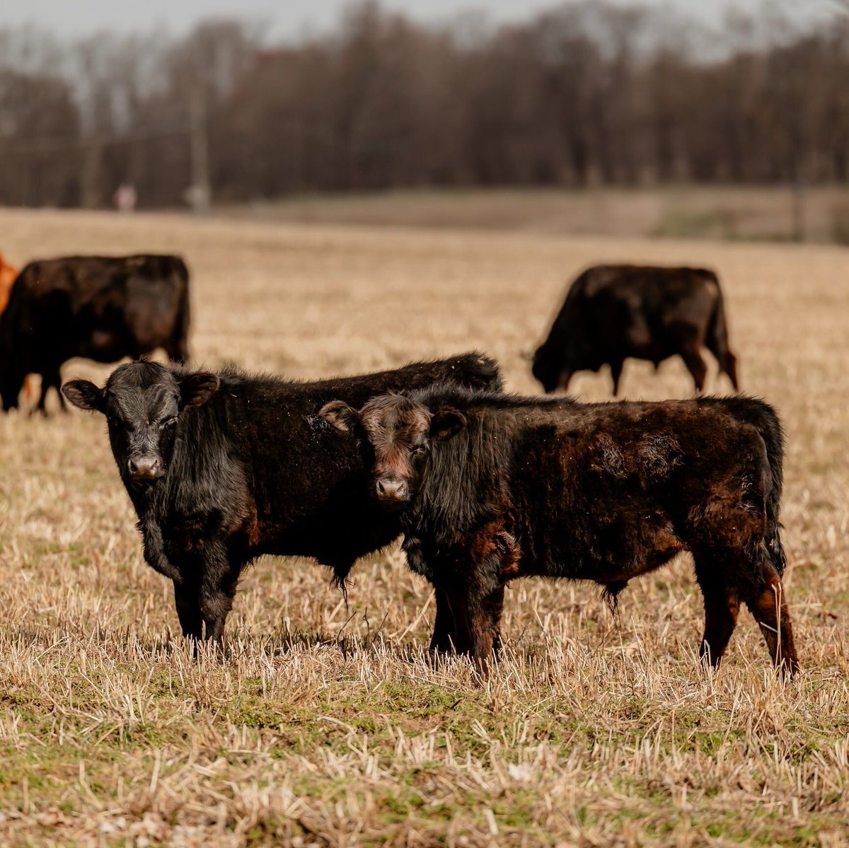 UNL Center for Ag Profitability tweet media