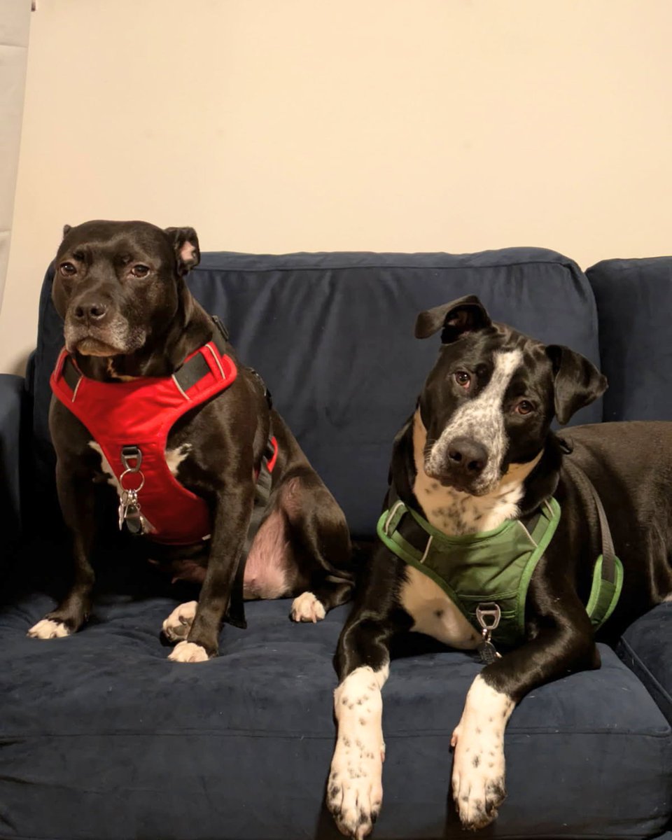 Pets Alive tweet media