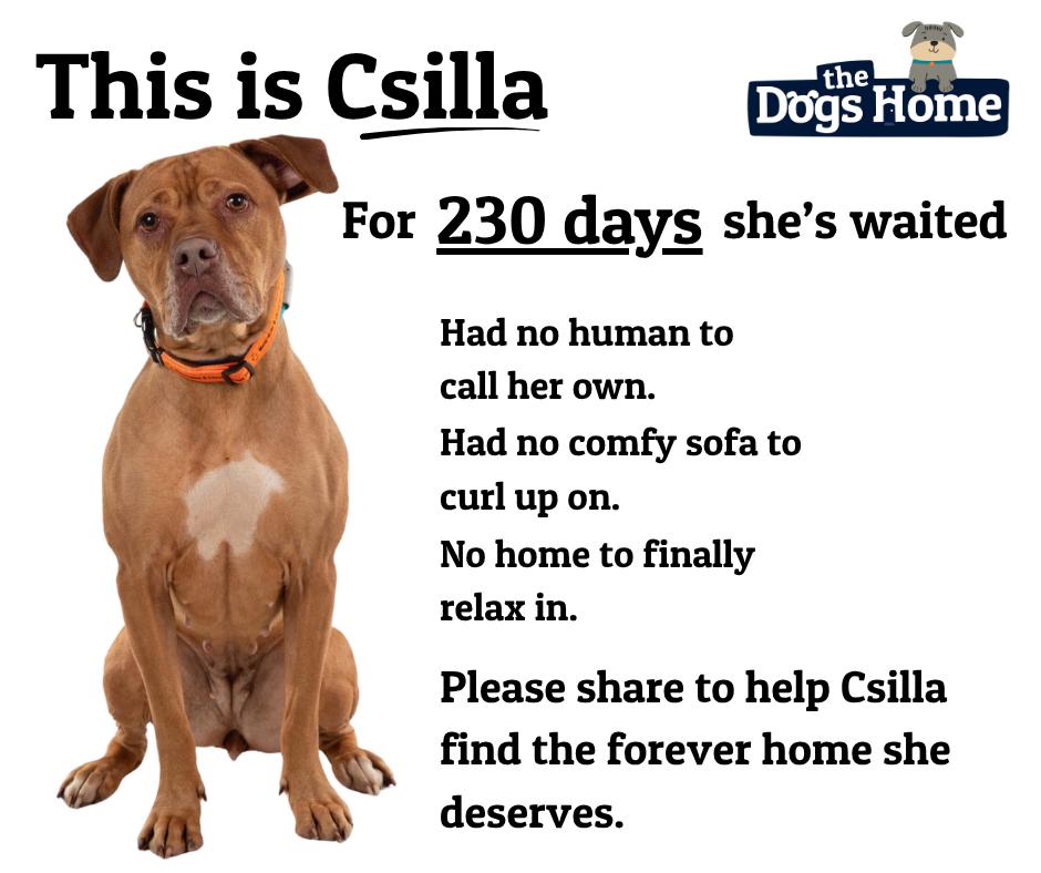 Animal Adoptions UK 🐕‍🦺🐈🐎❤️ tweet media