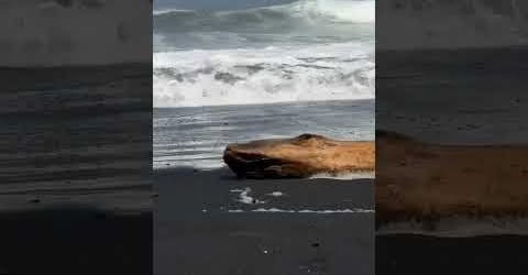 The Surf Slab tweet media