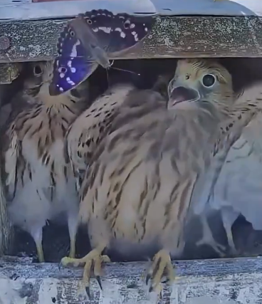 Least Retarded Liberal tweet media