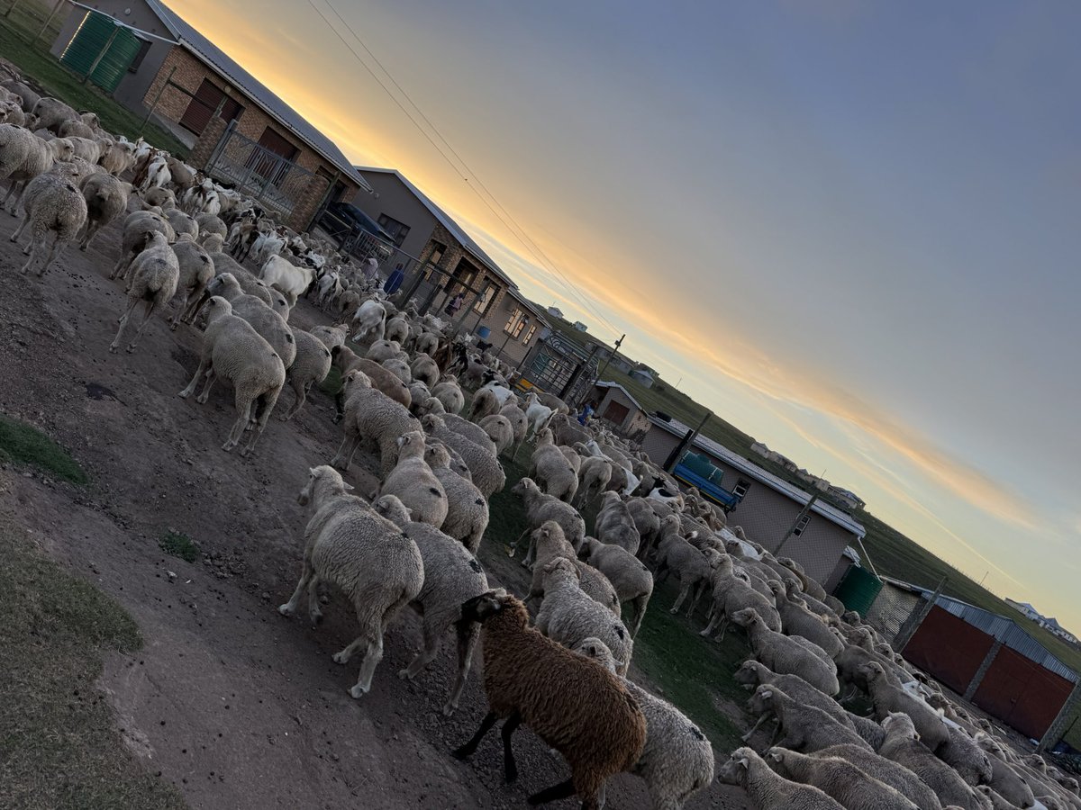 Top Runner ya MaTshawe💃🏾❤️ tweet media