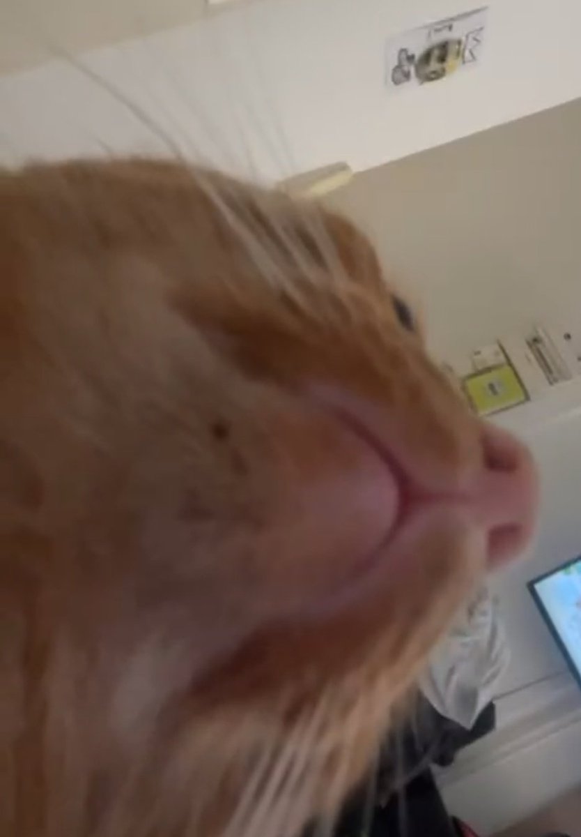 Booba le chatong tweet media