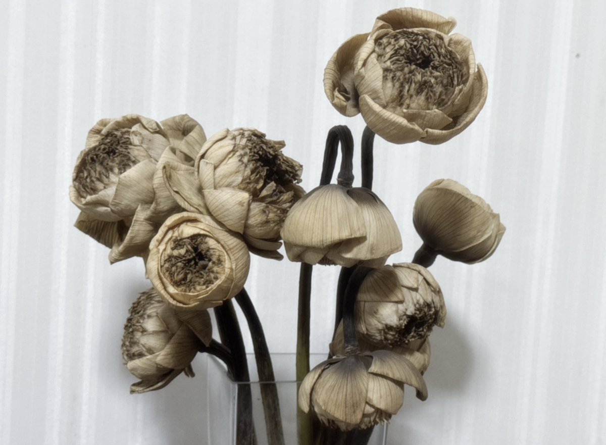 ✴︎ 𓂃 Metanoia ⋆ tweet media