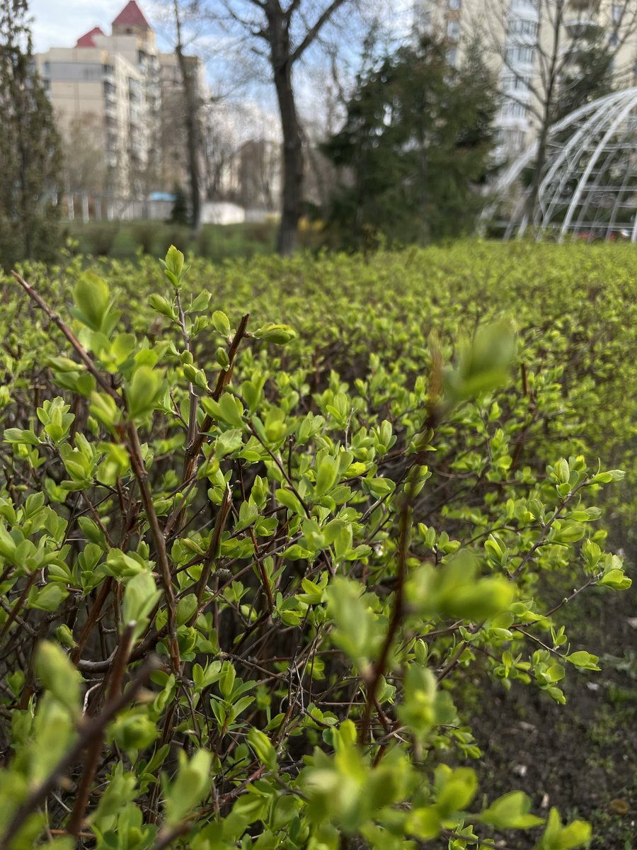 `starwalker ✨⚔️ tweet media