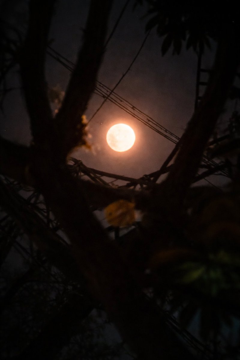 साhiबा tweet media