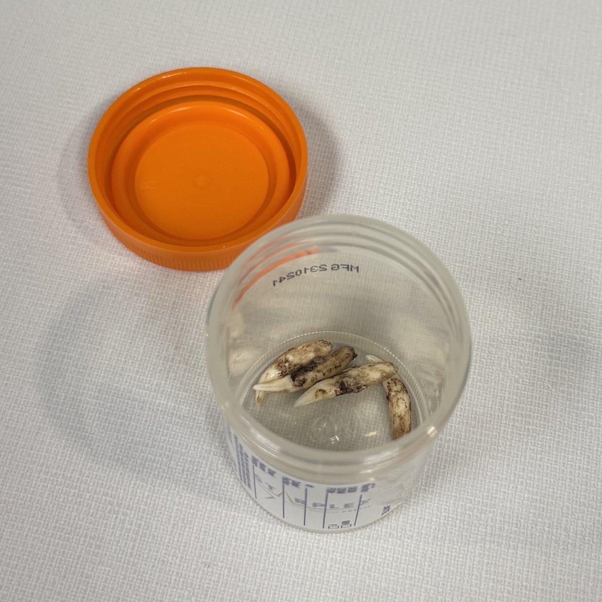 TreeHouseCats's tweet photo. Toothache—be gone! 🦷✨ #TeamTreeHouse removed Belize &amp; Honduras's "cavities," polishing the way for a happier and healthier adoption day! 🔗 Meet them at https://t.co/m5GhooLFde #TreeHouseCats #Dentist #VetMed #Cats #SeniorCats https://t.co/dGGFZkqWmb