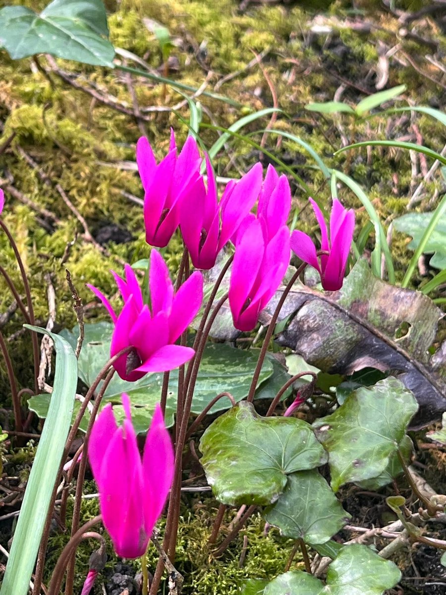 Ness Owen tweet media