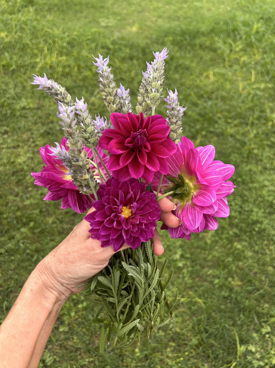 Caro Carola tweet media