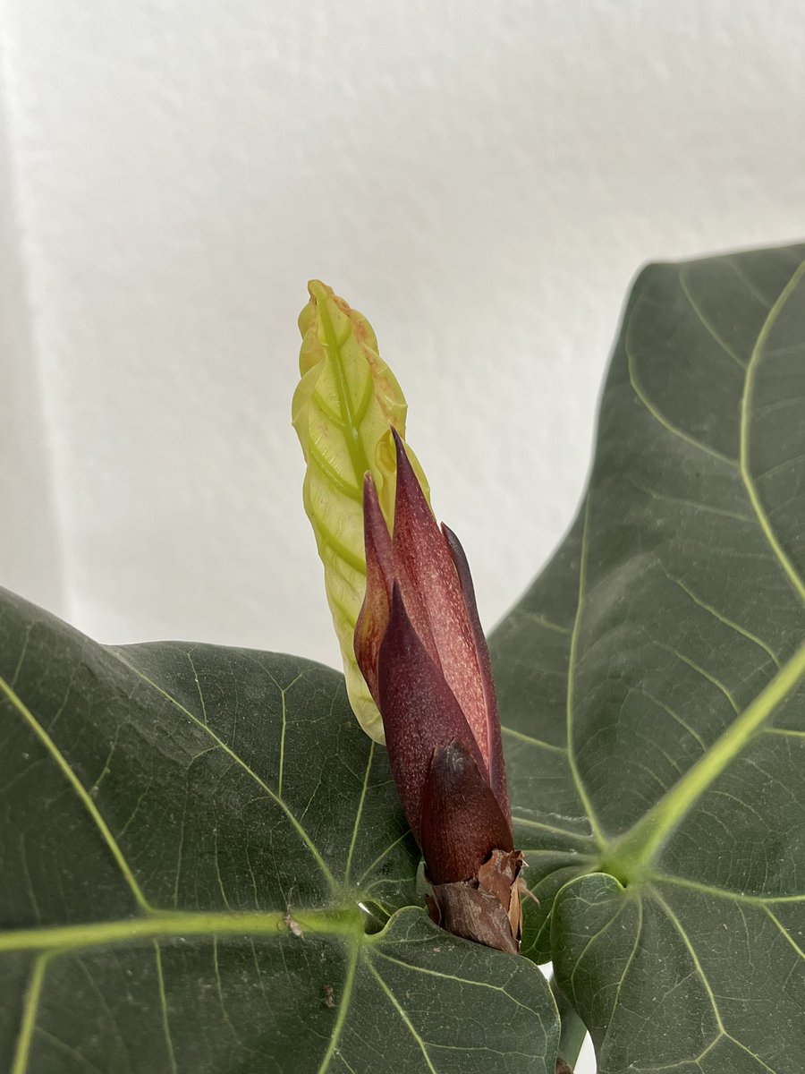 Fede Osornio Muciño tweet media