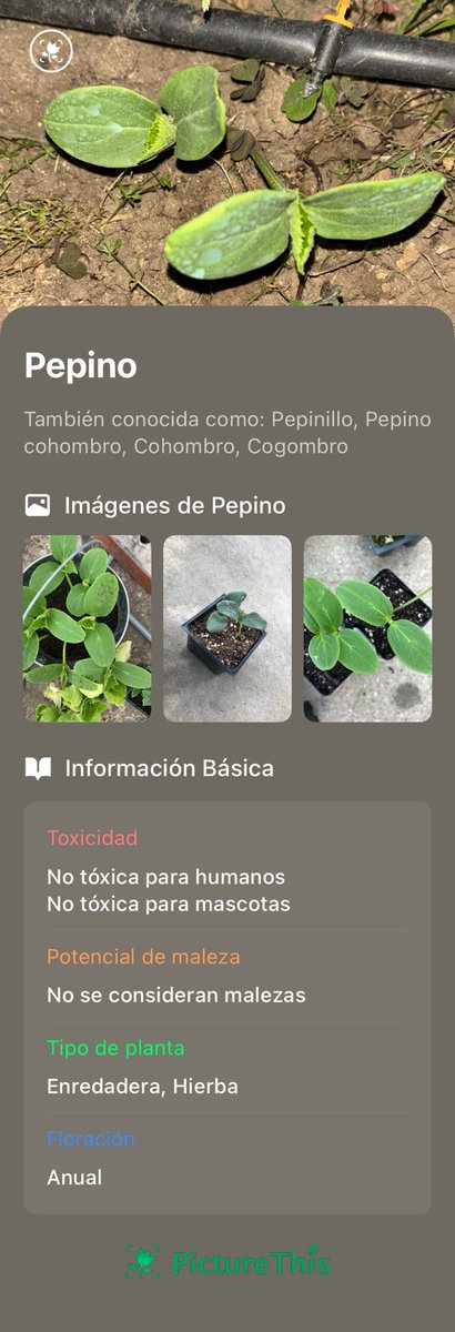 xuanitu's tweet photo. Acabo de identificar este Pepino con PictureThis. Échale un vistazo. https://t.co/KtZrhEFQlT https://t.co/8OtmFSVfK5