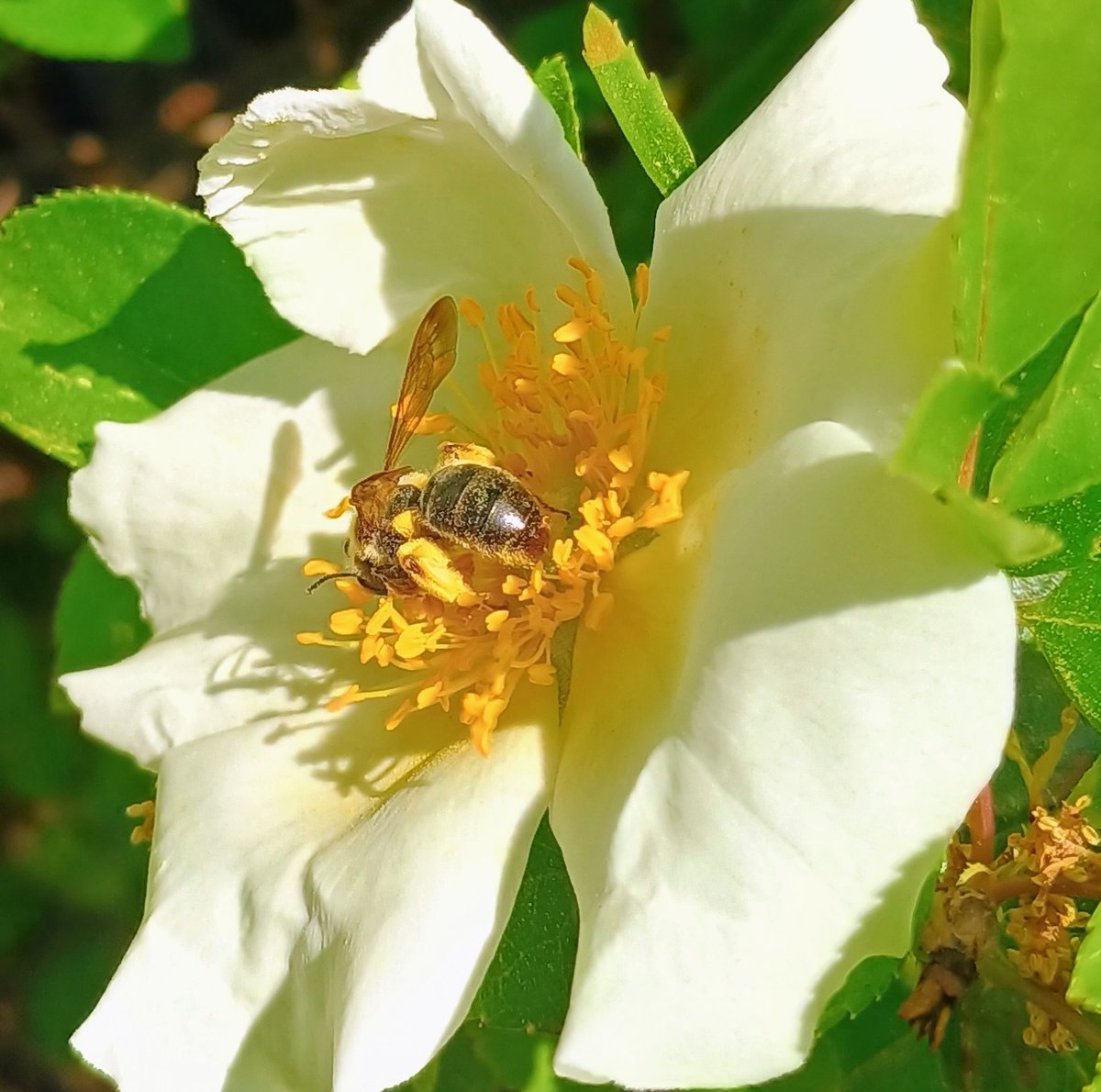 Lynne Taylor tweet media