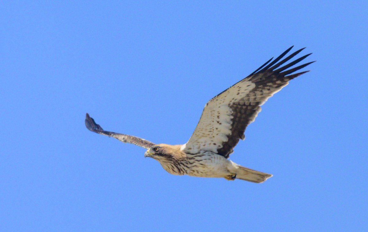 David Parody 🇬🇮 tweet media