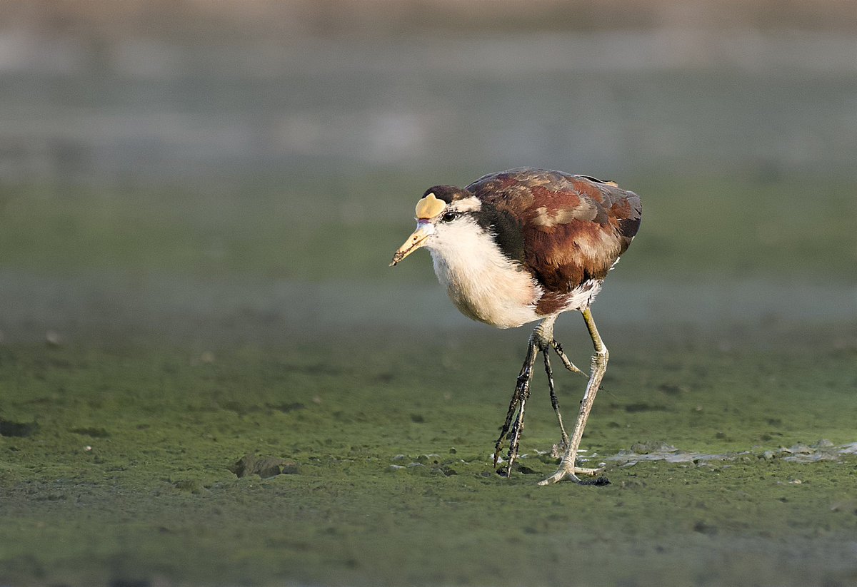 Romel  Romero ™ tweet media