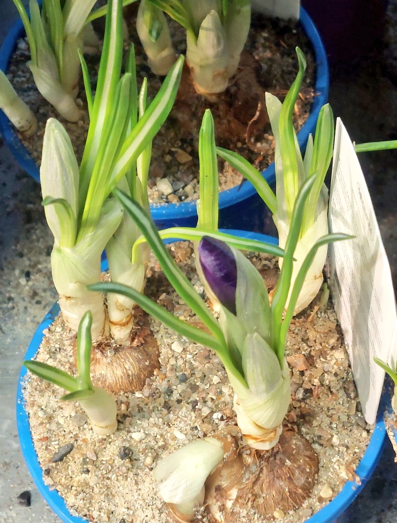 Alberto 🇫🇮 tweet media