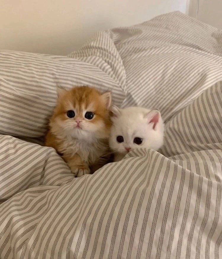 PunchingCat's tweet photo. https://t.co/F3mWsJPIgI