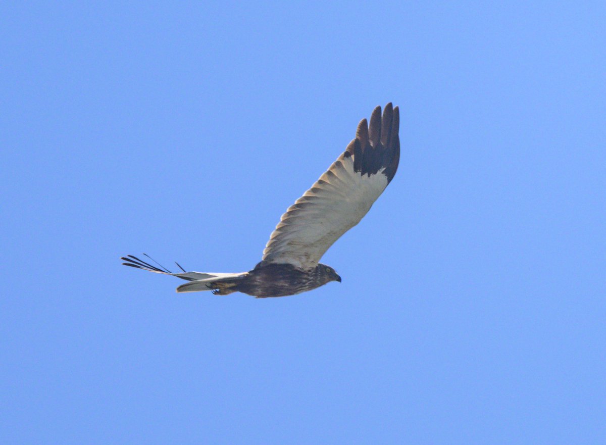 David Parody 🇬🇮 tweet media