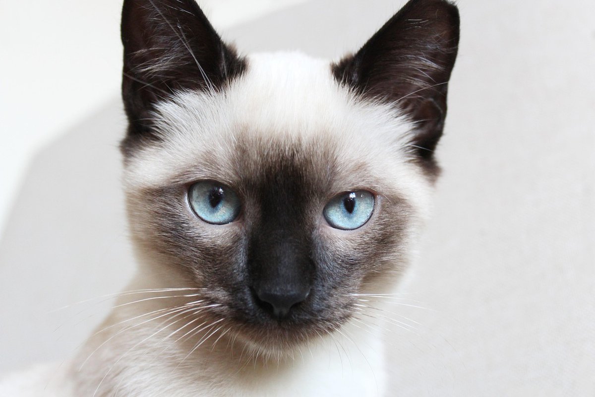 Catherine Irving tweet media