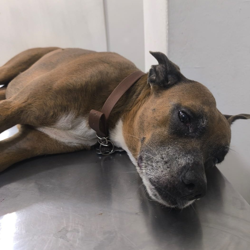 Alerta me perdi tweet media