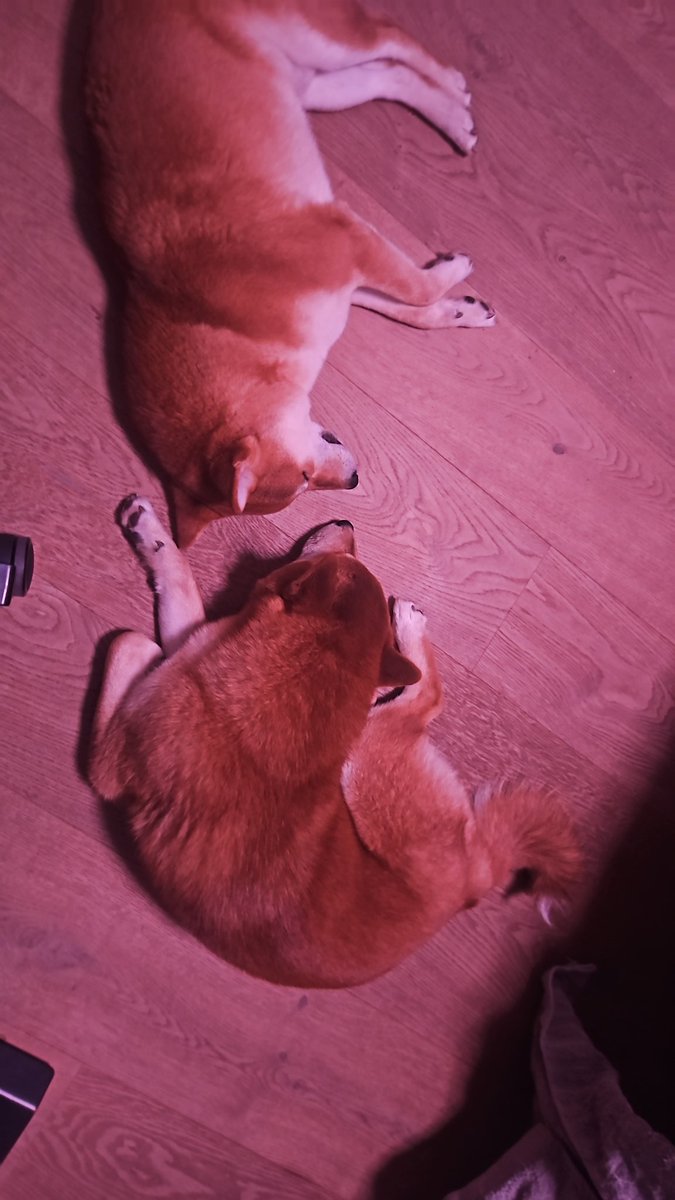 Mochi 🍡 tweet media