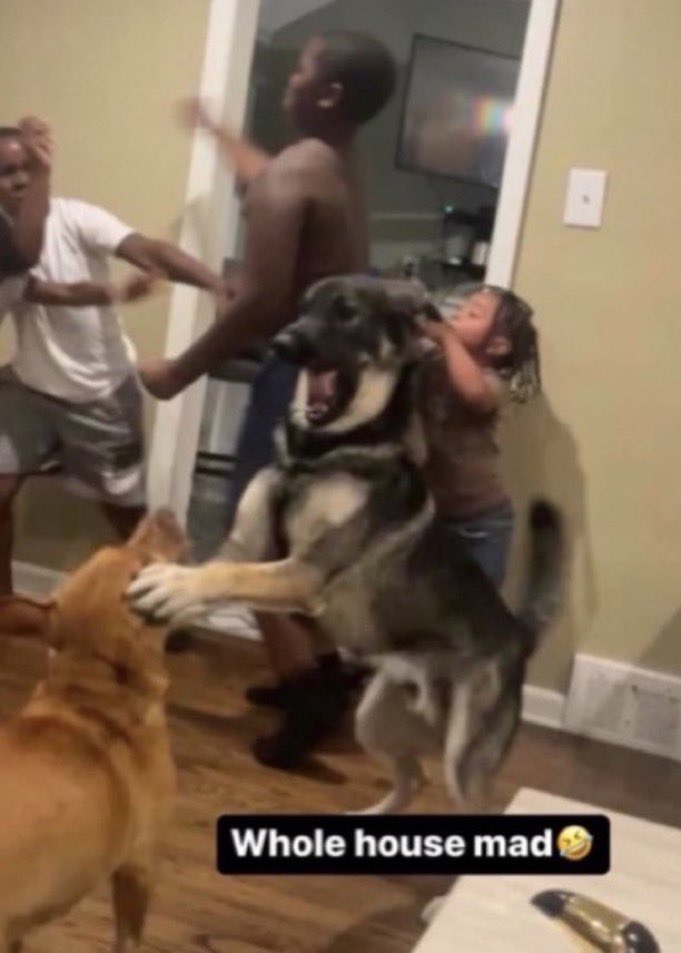 Tinkerer Collar From Mewgenics tweet media