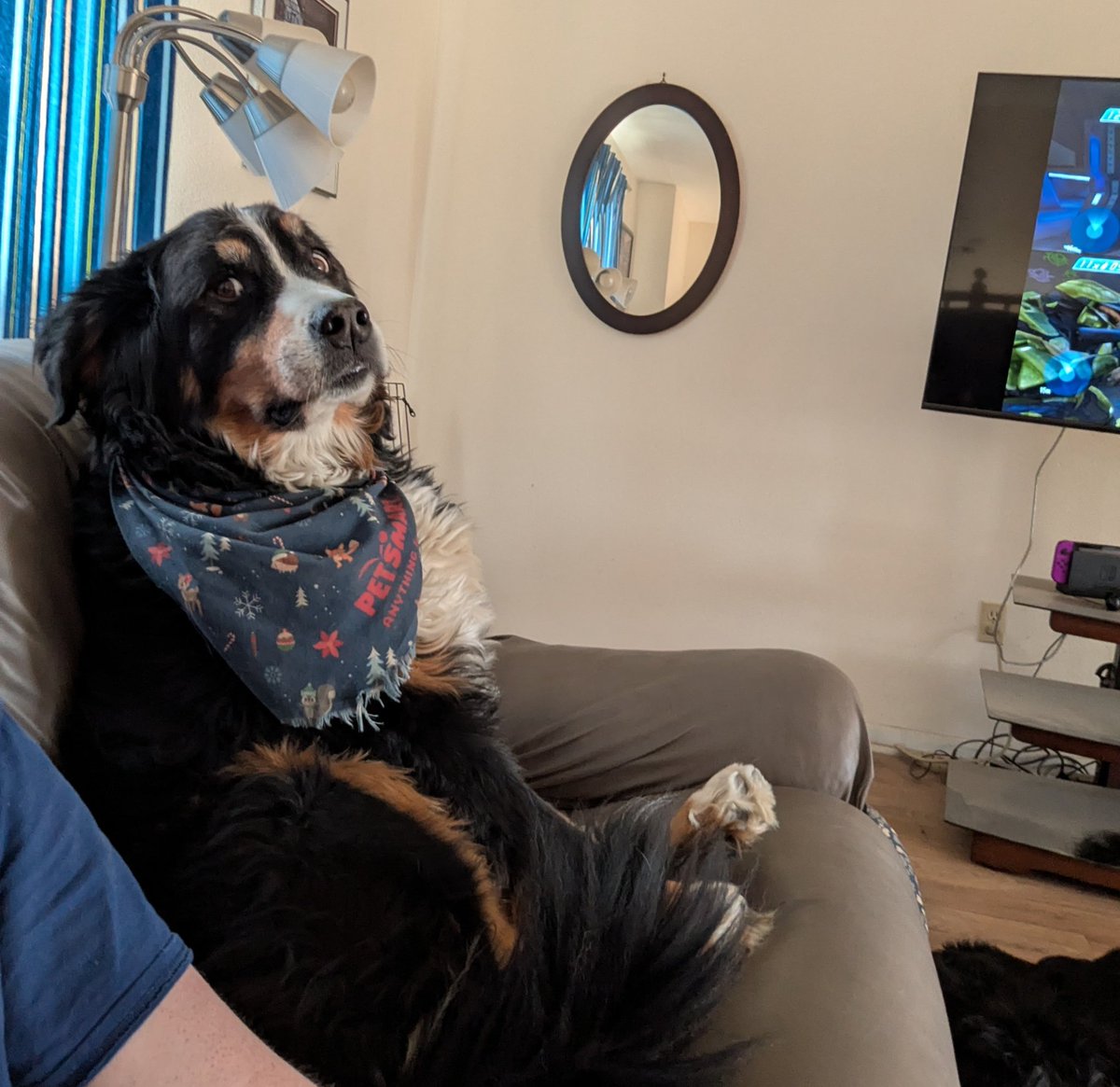 Quota Quokka tweet media