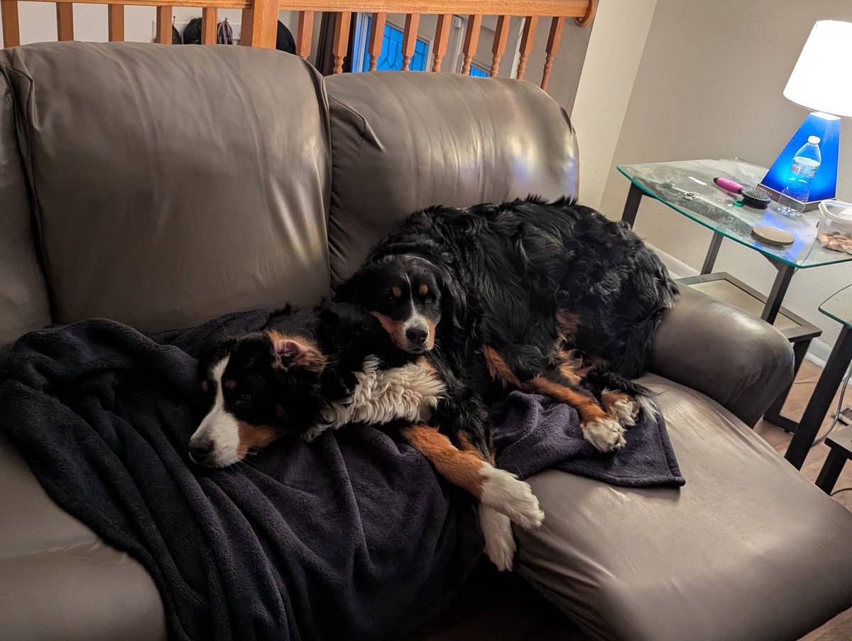 Quota Quokka tweet media