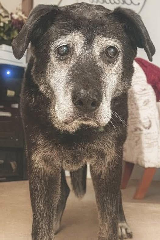 Beyond The Leash tweet media