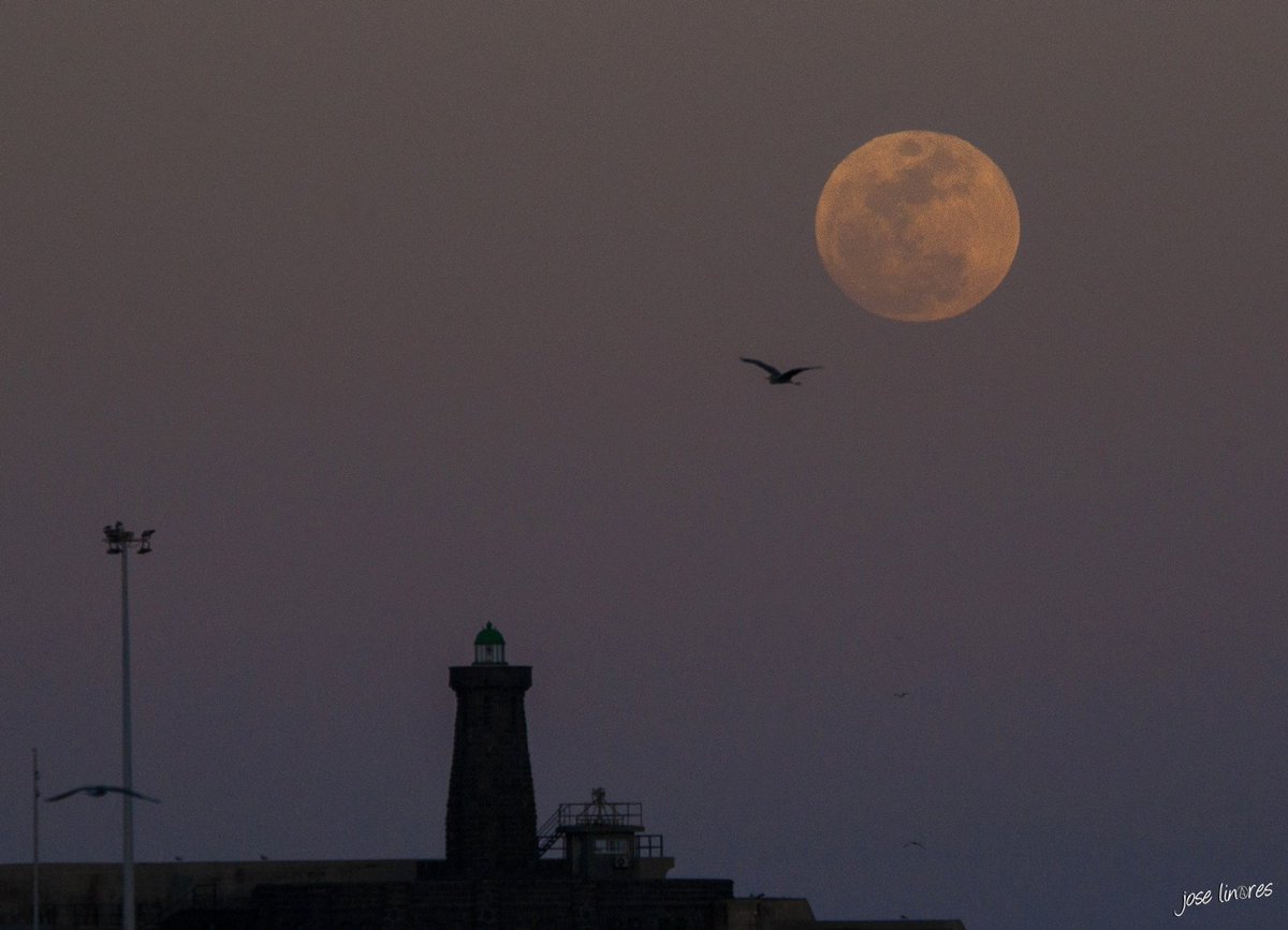 Jose Linares tweet media