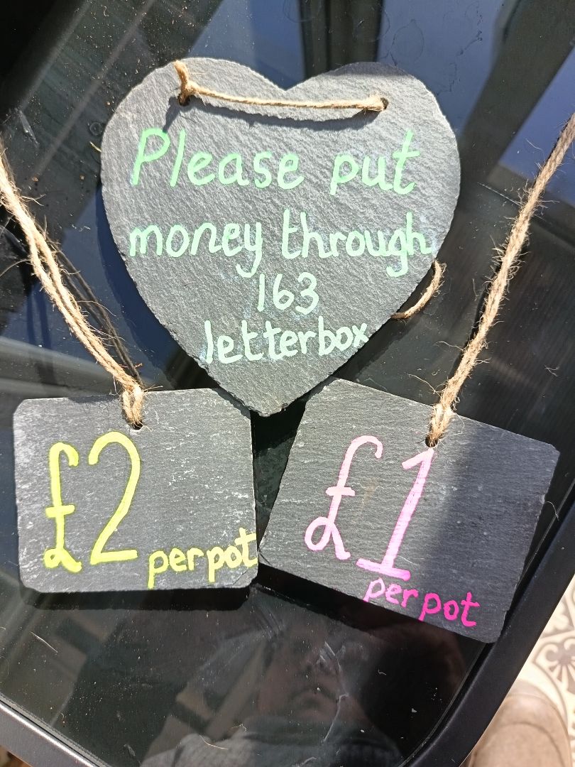 🦋 Hook Gardening Club 🌿 tweet media