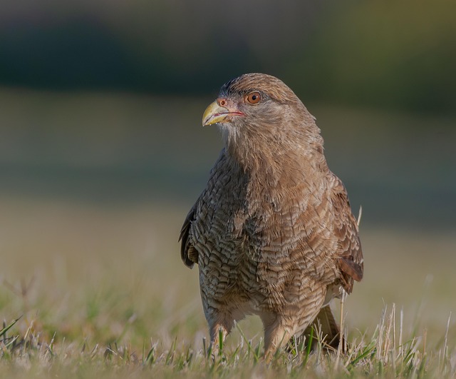 Nicole Thompson tweet media