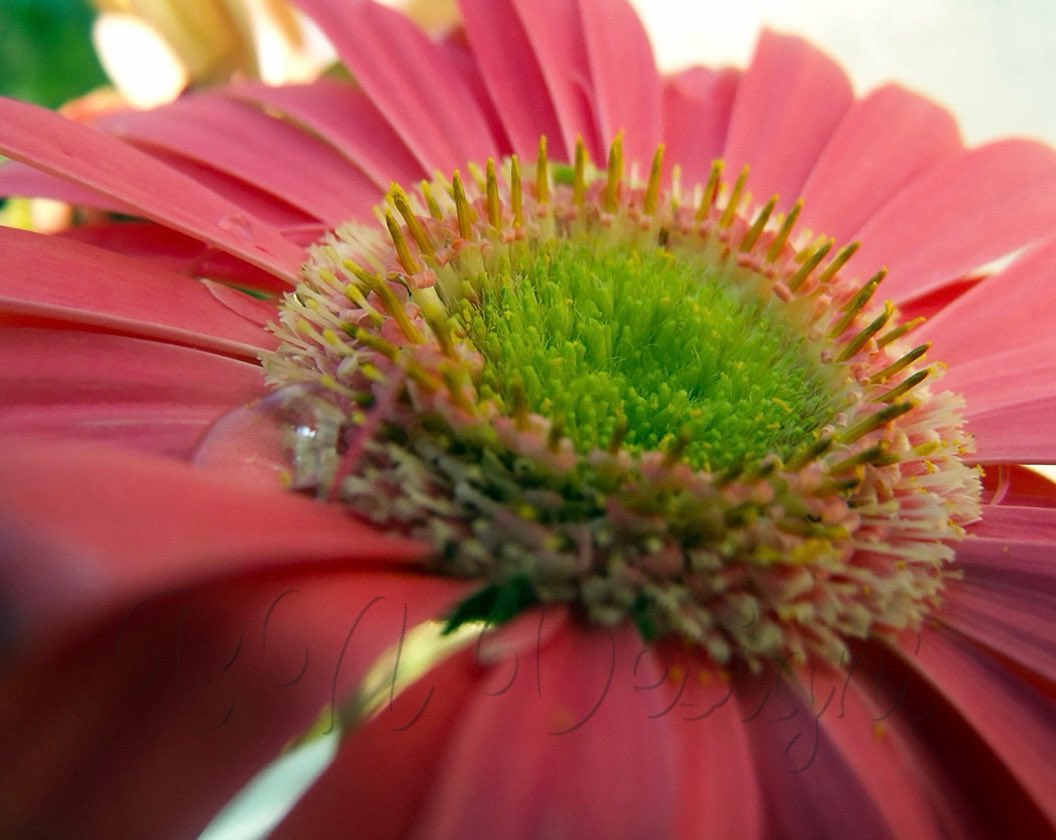 BNDandP's tweet image. April showers bring May flowers! Anyone else appreciate the rain we have gotten the last day or two?

P.S.- The photo is available for digital download! Link below for more info!

Link: bndp.etsy.com/listing/865230…
.
.
.
#mayflowers #rainy #digitaldownload #floralphoto #smallbusiness