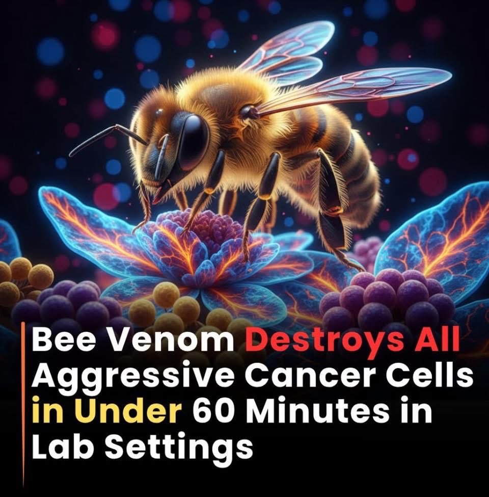 PaulGoldEagle's tweet photo. 🐝🔬 Researchers at the Harry Perkins Institute in Australia discovered that Melittin, the main compound in bee venom, destroyed aggressive breast cancer cell membranes within 60 minutes in lab models while sparing healthy cells. It also blocked growth signals, EGFR and HER2, within 20 minutes. Early studies in mice suggest potential when combined with chemotherapy, though human trials are still needed.

This content is for informational and educational purposes only.