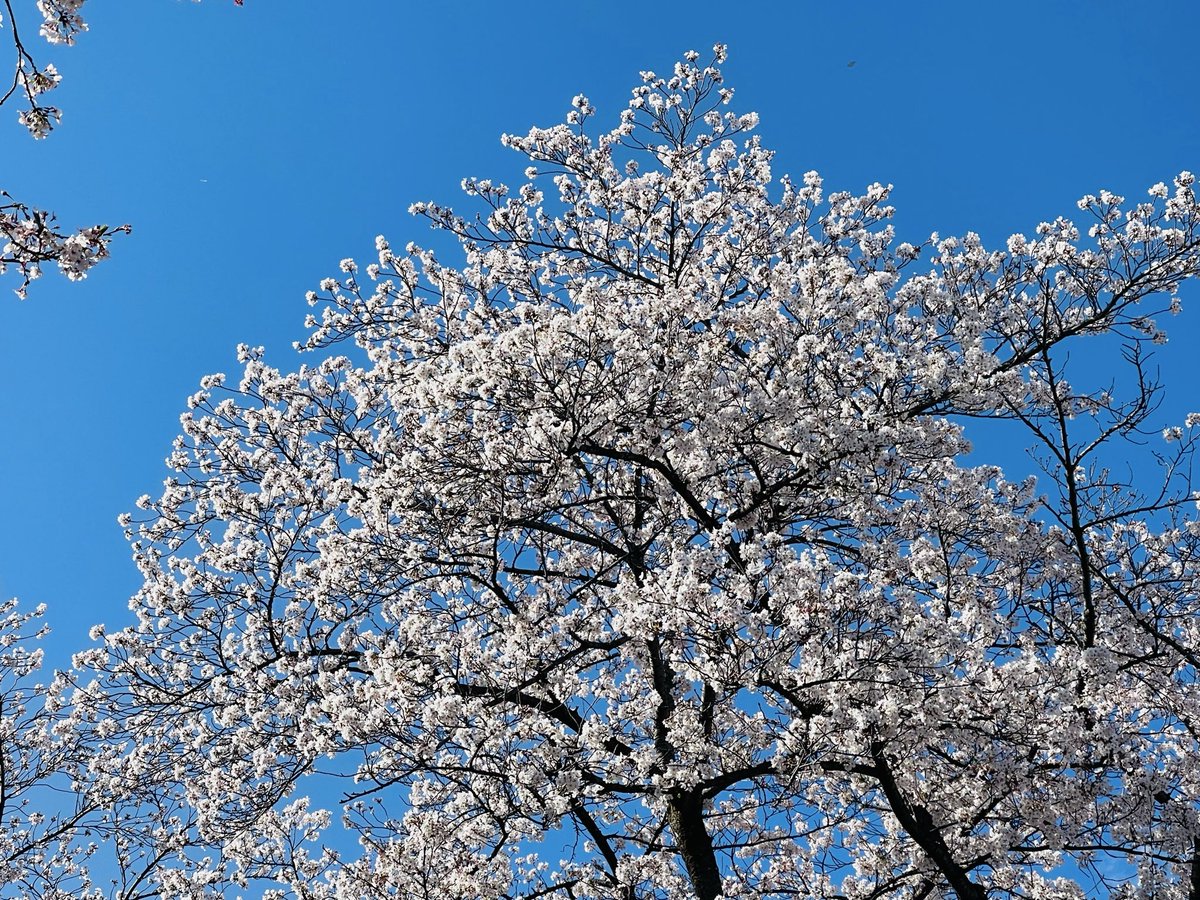 たんなるまいこ tweet media