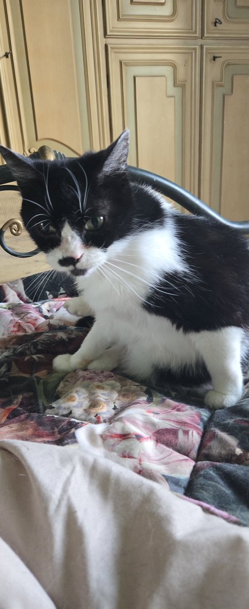 EStradini's tweet photo. Grszie Donatella Sara Rita per aiuto pappe da Duke che ha appena fatto terapia  ... non so come faro a gestire tutto.  Siamo nei guai. Se qualcuno volesse aiutarci con pappe , nella raccolta fondi o con una condivisjone ve ne saremmo grati https://t.co/edyhZUAA6v