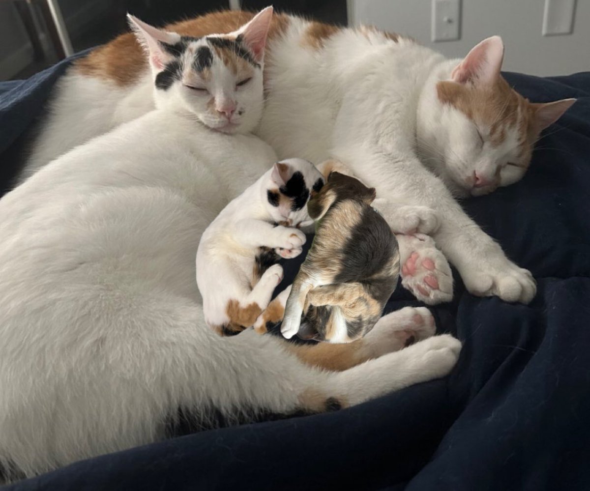 monkey & zoe ❤️ oreo 🌈 tweet media