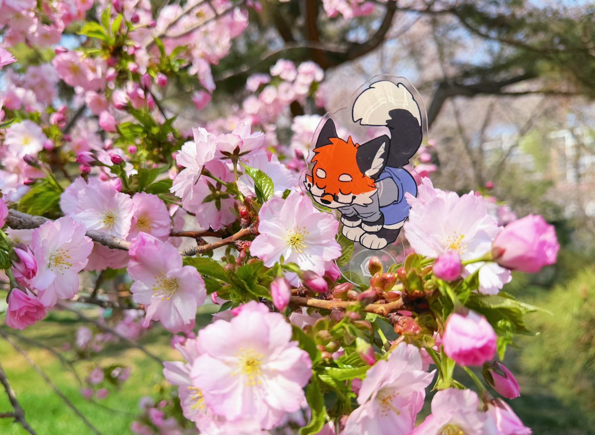 大坏狐狸 tweet media