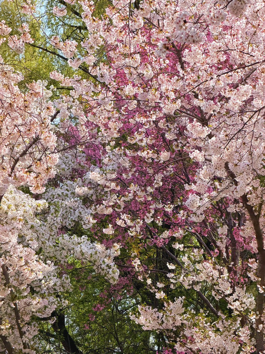 大坏狐狸 tweet media