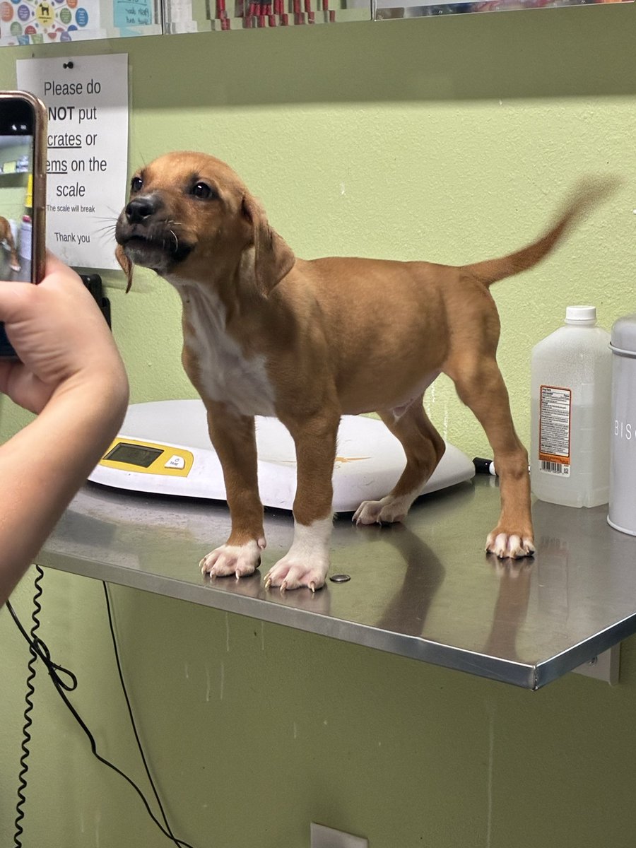 Kaufmo of shedtwt 🎪 fb limit tweet media