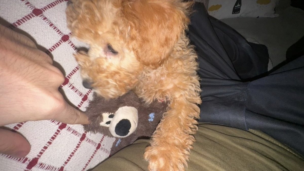 alisson 🪩 tweet media