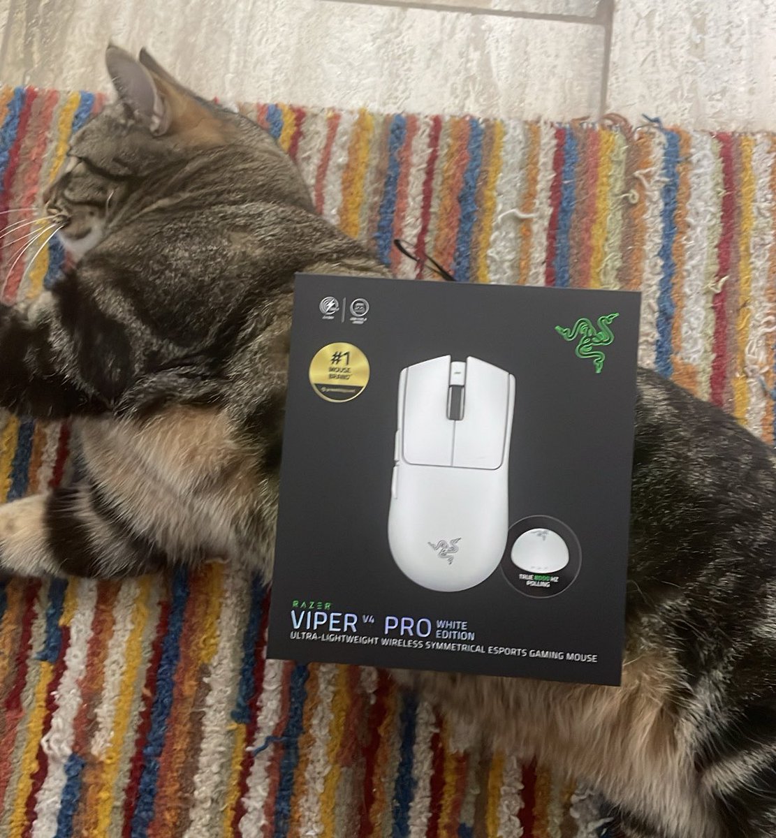 wings collide tweet media